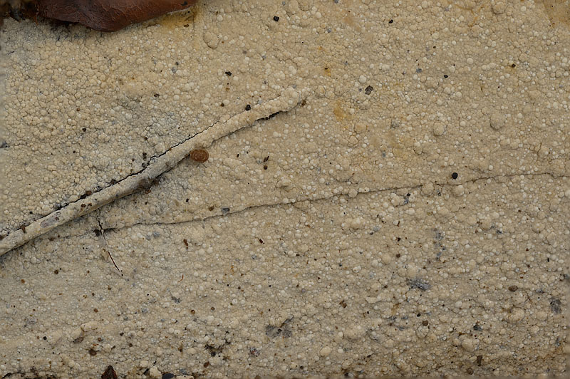 Sertulicium granuliferum